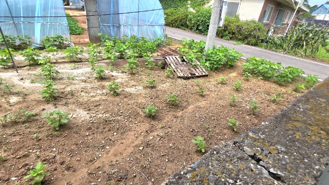 20260717_094705.jpg